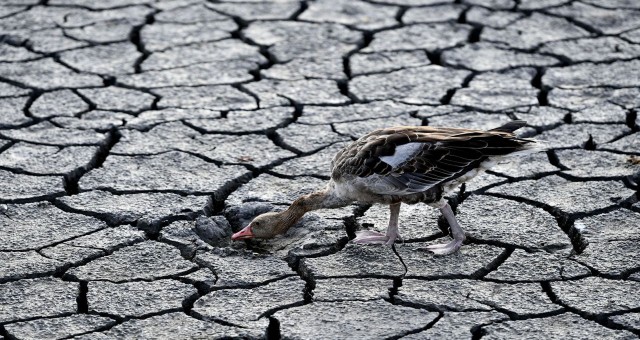 Avrupa'da kuraklık: 500 yılın en kötüsü olabilir