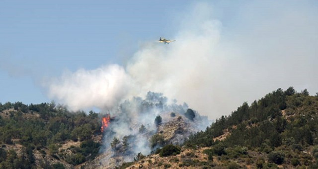 Yeşil Barış Hareketi: Orman yangınları hala ciddiye alınmıyor