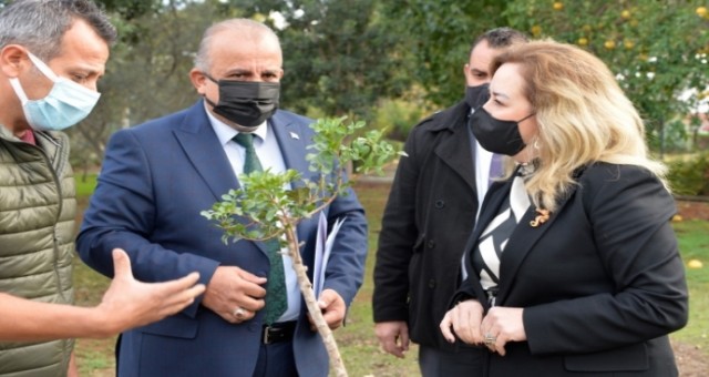 Cumhurbaşkanlığı bahçesine sakız ağacı fidanı dikildi
