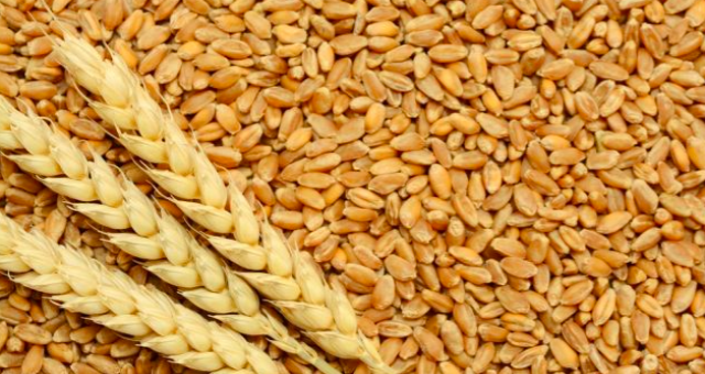 Arpa ve buğday fiyatları belirlendi!