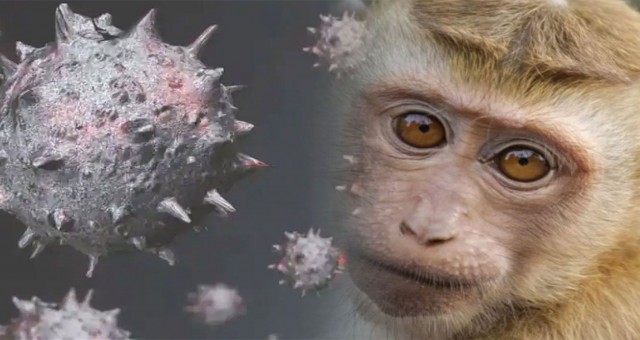 Maymun çiçeği virüsü bir ülkede daha görüldü