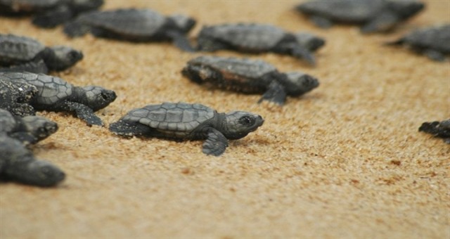 Kaplumbağalar için gönüllüler aranıyor