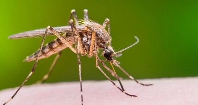 Batı Nil Virüsü vakaları artıyor