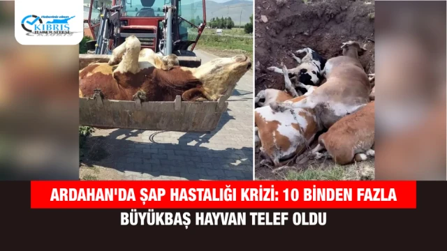 Ardahan'da Şap Hastalığı Krizi: 10 Binden Fazla Büyükbaş Hayvan Telef Oldu