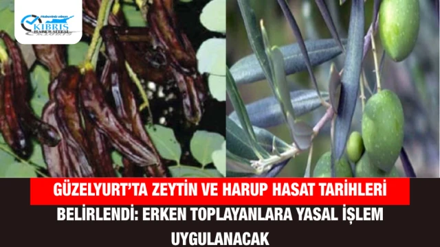 Güzelyurt’ta Zeytin ve Harup Hasat Tarihleri Belirlendi: Erken Toplayanlara Yasal İşlem Uygulanacak