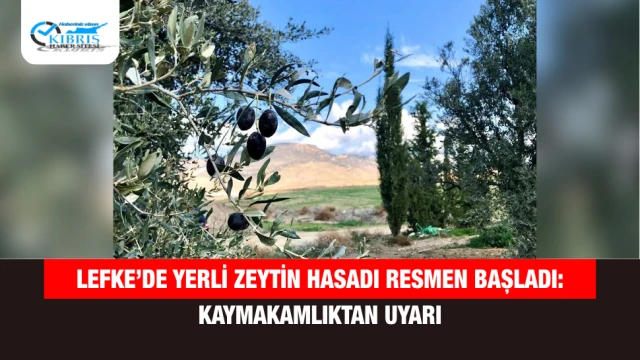 Lefke’de Yerli Zeytin Hasadı Resmen Başladı: Kaymakamlıktan Uyarı