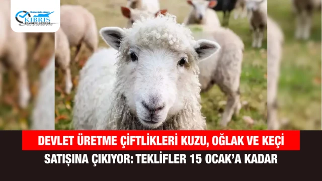 Devlet Üretme Çiftlikleri kuzu, oğlak ve keçi satışına çıkıyor: Teklifler 15 Ocak’a kadar