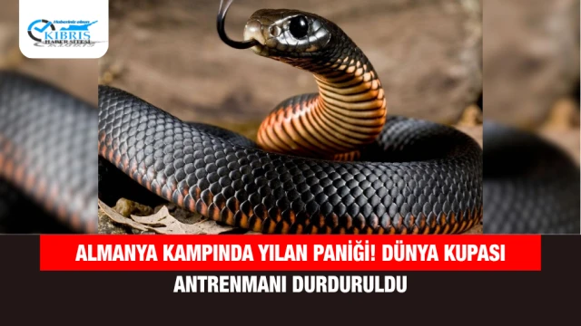Almanya kampında yılan paniği! Dünya Kupası antrenmanı durduruldu