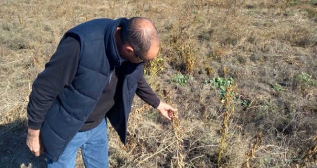 Haspolat’ta Soya Fasulyesi üretimi denemesi başarılı