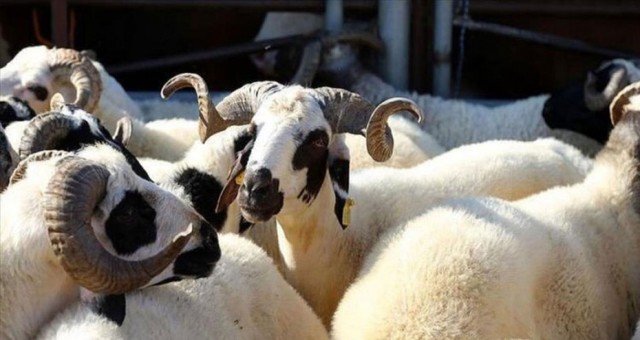 Kurban Bayramı yarın başlıyor
