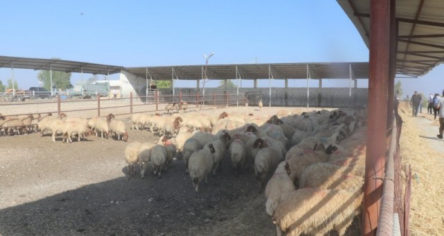 Güneyde küçükbaş hayvan besicilerine 5 milyon Euro yardım