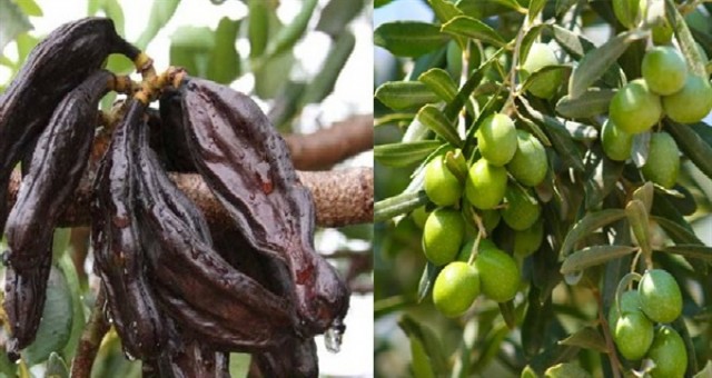 Lefke ilçesinde zeytin ve harup toplama tarihlerini açıklandı