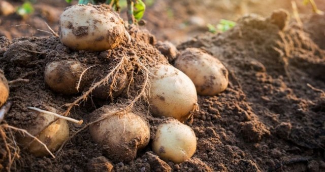 Tarım Bakanlığı, patates üreticileri için duyuruda bulundu.