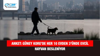Anket: Güney Kore’de Her 10 Evden 3’ünde Evcil Hayvan Besleniyor